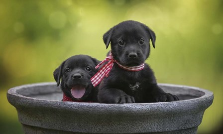 Black Lab Pups 9 by Jonathan Ross art print
