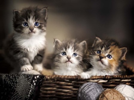 Three Kittens by Jonathan Ross art print