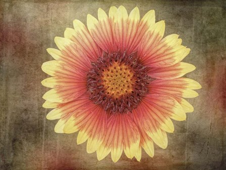 Single Indian Blanket Flower by Leslie Montgomery art print