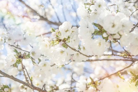 White Spring Blossoms 02 by LightBoxJournal art print