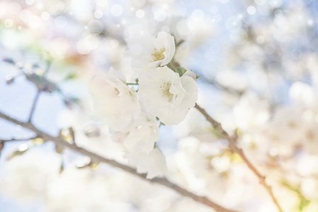 White Spring Blossoms 05 by LightBoxJournal art print