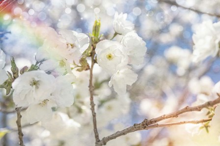 White Spring Blossoms 07 by LightBoxJournal art print