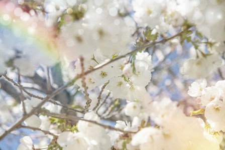 White Spring Blossoms 09 by LightBoxJournal art print