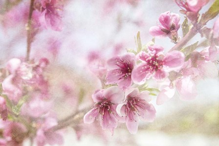 Cherry Pops 01 by LightBoxJournal art print