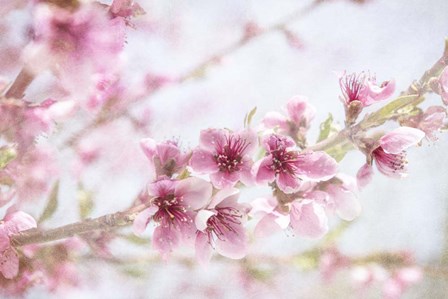 Cherry Pops 09 by LightBoxJournal art print