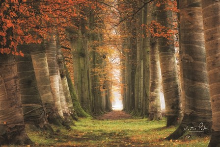 Wrapped by Martin Podt art print
