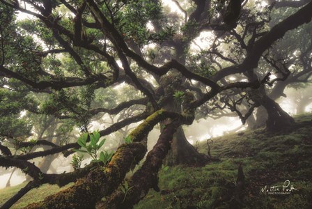 Tentacles by Martin Podt art print
