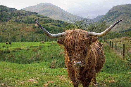 Scottish Highland Cattle III by Alan Majchrowicz art print