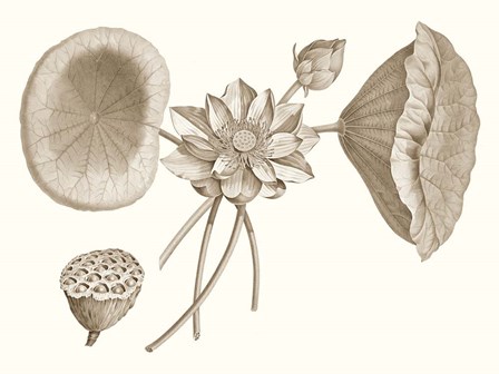 Sepia Water Lily I by Vision Studio art print