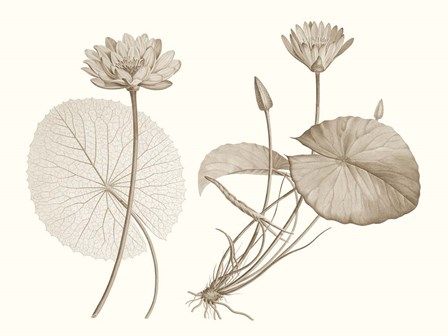 Sepia Water Lily II by Vision Studio art print