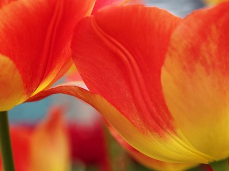 Macro Of Colorful Tulip 3, Netherlands by Terry Eggers / Danita Delimont art print