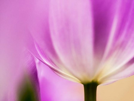 Tulip Close-Up With Selective Focus 1, Netherlands by Terry Eggers / Danita Delimont art print