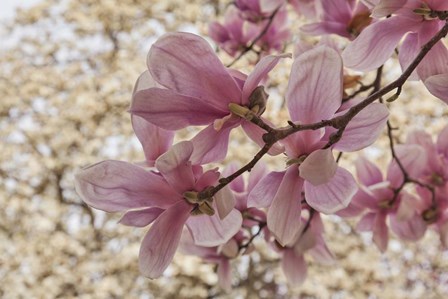 Yulan Magnolia Blossoms, Louisville, Kentucky by Adam Jones / Danita Delimont art print
