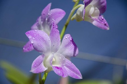 Orchids With Water Droplets, Darwin, Australia by Cindy Miller Hopkins / Danita Delimont art print