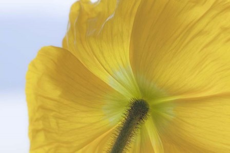 Underside Of Poppy Flower, Seabeck, Washington State by Jaynes Gallery / Danita Delimont art print