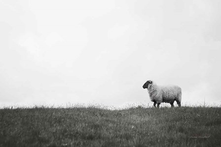 Islay Sheep II by Laura Marshall art print