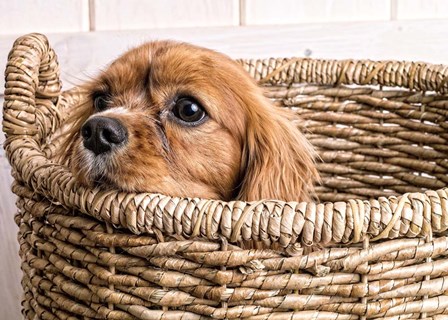 Puppy in a Laundry Basket by Edward M. Fielding art print