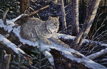 Snow Moon Lynx by Terry Doughty art print
