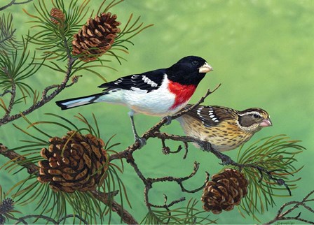 Rose Brested Grosbeaks by Terry Doughty art print