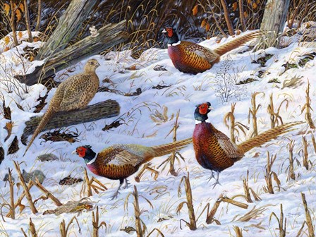 Ringneck Rendezvous by Terry Doughty art print