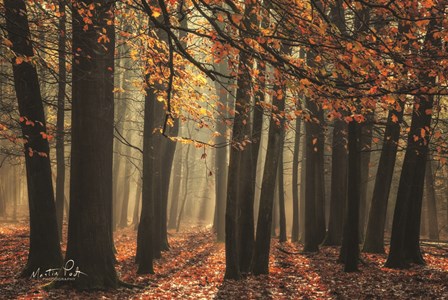 Bunch of Trees by Martin Podt art print