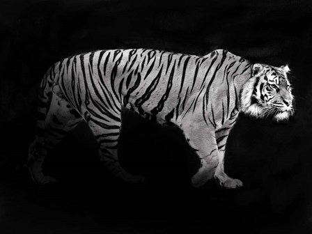 Panthera Tigris by Julian Lauren art print