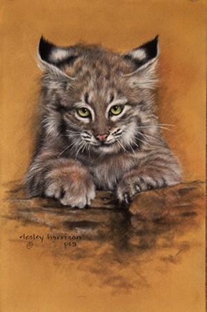 Bobcat by Lesley Harrison art print