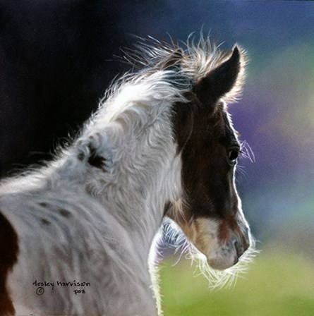Three Days Old by Lesley Harrison art print
