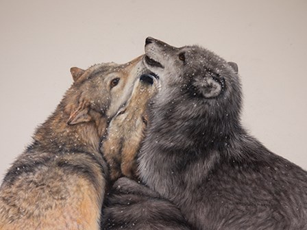 Three Wolves by Lesley Harrison art print