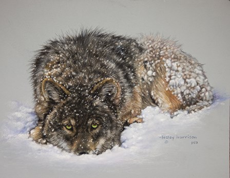 Lone Wolf by Lesley Harrison art print