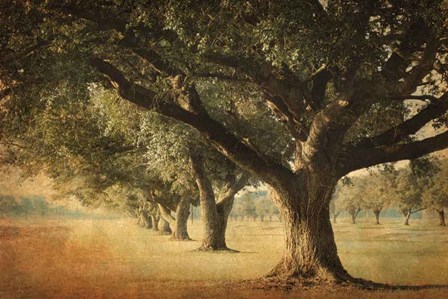 Island Oak by William Guion art print