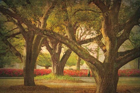 Three Oaks and Azaleas by William Guion art print