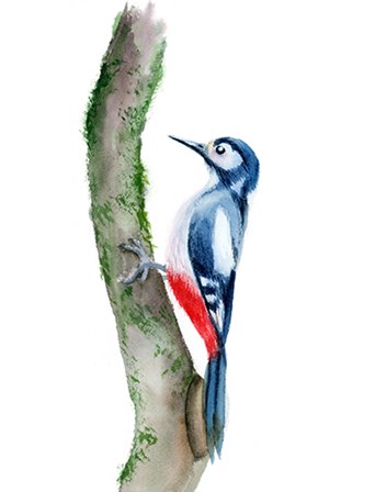 Woodpecker by Olga Shefranov art print