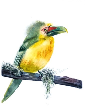 Tropical Bird by Olga Shefranov art print