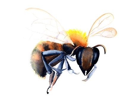 Bee by Olga Shefranov art print