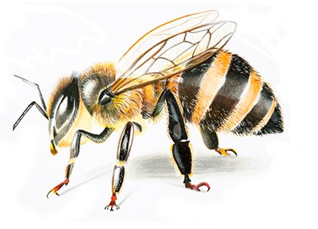 Bee II by Olga Shefranov art print