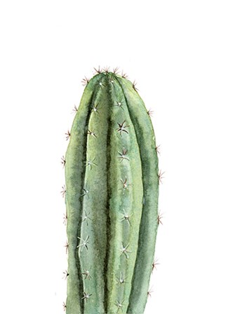 Cactus III by Olga Shefranov art print