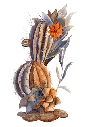 Cactus VII by Olga Shefranov art print