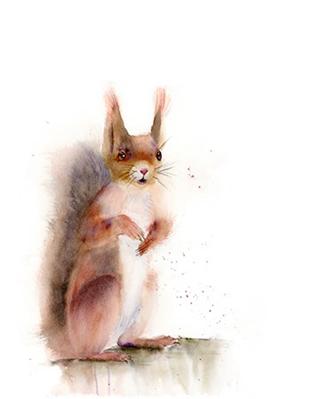 Squirrel by Olga Shefranov art print