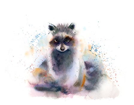 Raccoon by Olga Shefranov art print