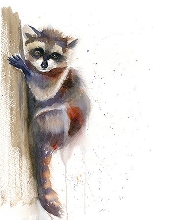 Raccoon II by Olga Shefranov art print