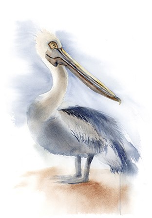 Pelican IV by Olga Shefranov art print