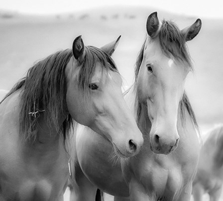 Horse Friends by Yellow Caf&#233; art print