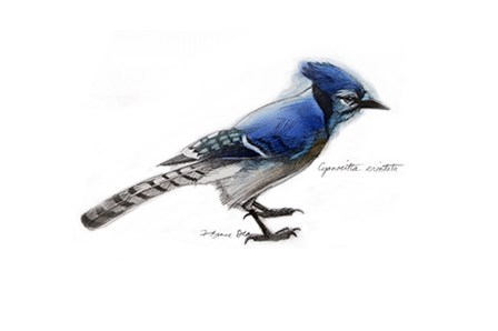 Blue Jay by Yellow Caf&#233; art print