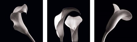 Lilies by Michael Faragher art print
