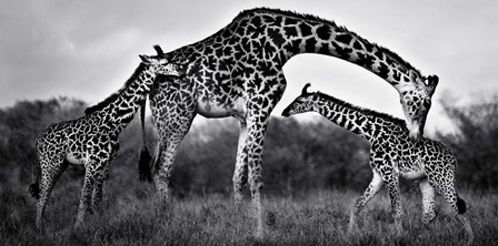 Giraffe Family by Xavier Ortega art print