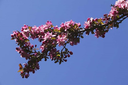 Flowering Tree Branch, Blue Sky, North Carolina by Panoramic Images art print