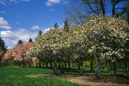Row of Magnolia Trees Blooming in Spring, New York by Panoramic Images art print