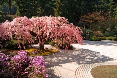 A Cherry Tree Blossoms Over A Rock Garden In The Japanese Gardens In Portland&#39;s Washington Park, Oregon by Janis Miglavs / Danita Delimont art print