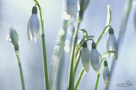 Couple of Snowdrops by Martin Podt art print